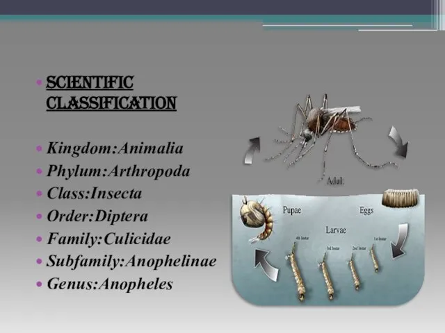 SCIENTIFIC CLASSIFICATION Kingdom:Animalia Phylum:Arthropoda Class:Insecta Order:Diptera Family:Culicidae Subfamily:Anophelinae Genus:Anopheles