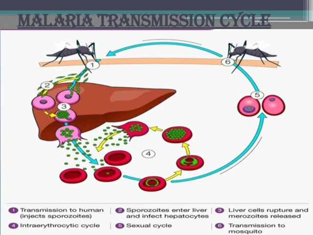 MALARIA TRANSMISSION CYCLE