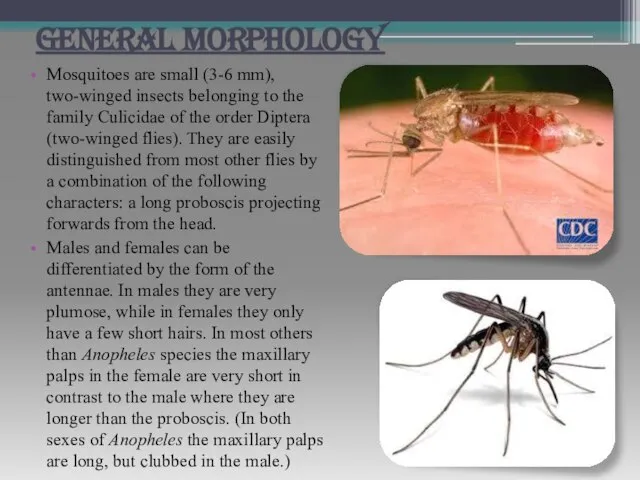GENERAL MORPHOLOGY Mosquitoes are small (3-6 mm), two-winged insects belonging to the
