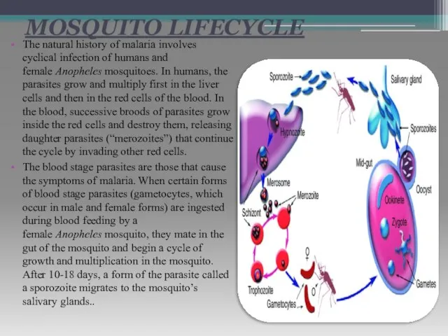 MOSQUITO LIFECYCLE The natural history of malaria involves cyclical infection of humans