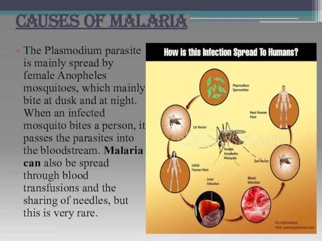 CAUSES OF MALARIA The Plasmodium parasite is mainly spread by female Anopheles