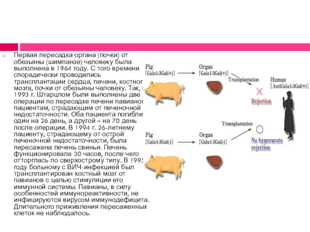 Первая пересадка органа (почки) от обезьяны (шимпанзе) человеку была выполнена в 1964