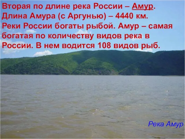 Вторая по длине река России – Амур. Длина Амура (с Аргунью) –