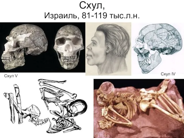 Схул, Израиль, 81-119 тыс.л.н. Схул V Схул IV