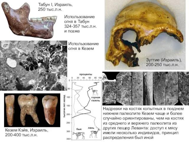 Табун I, Израиль, 250 тыс.л.н. Кезем Кэйв, Израиль, 200-400 тыс.л.н. Надрезки на