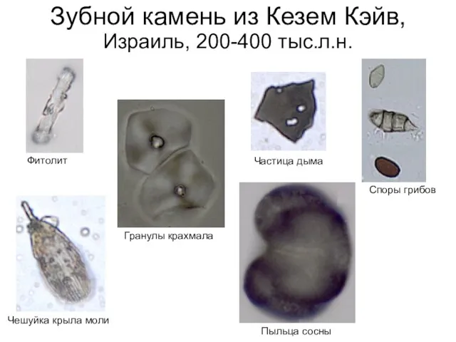 Гранулы крахмала Частица дыма Зубной камень из Кезем Кэйв, Израиль, 200-400 тыс.л.н.