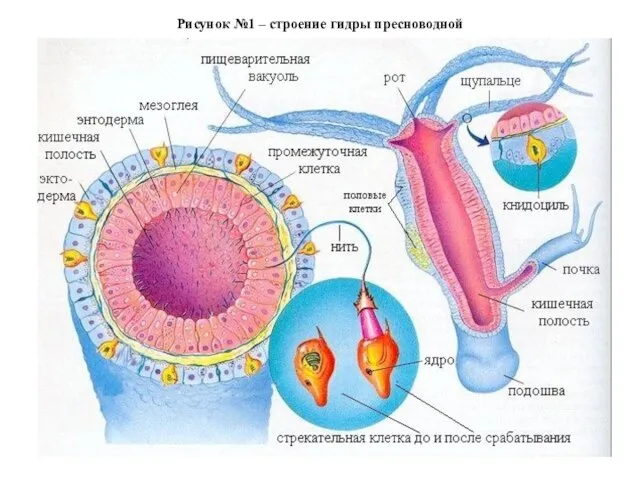 Рисунок №1 – строение гидры пресноводной