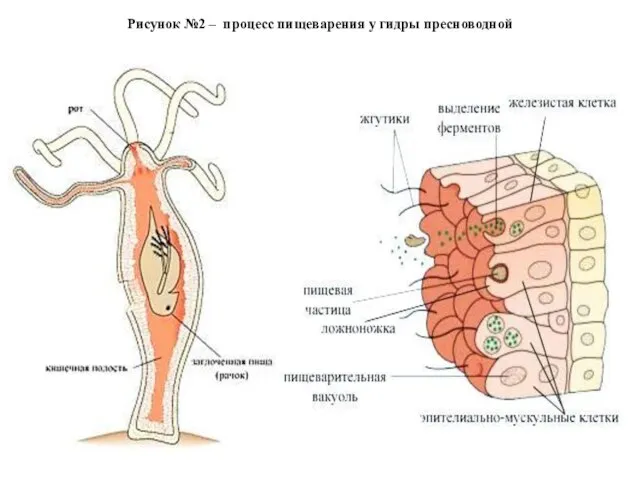 Рисунок №2 – процесс пищеварения у гидры пресноводной