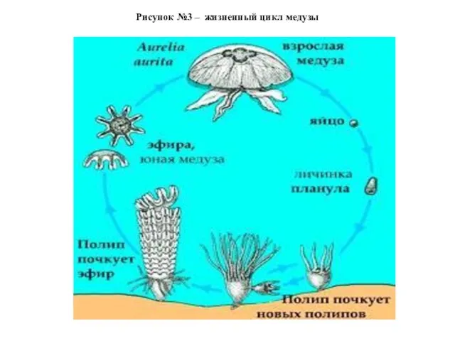 Рисунок №3 – жизненный цикл медузы