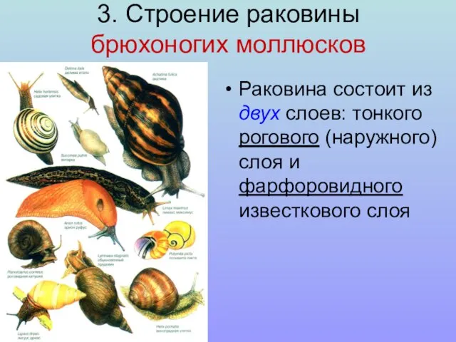 3. Строение раковины брюхоногих моллюсков Раковина состоит из двух слоев: тонкого рогового