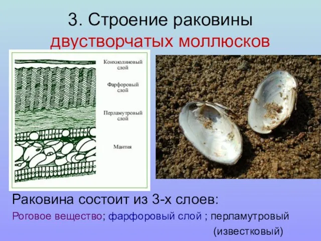 3. Строение раковины двустворчатых моллюсков Раковина состоит из 3-х слоев: Роговое вещество;