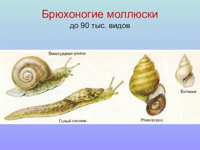 Брюхоногие моллюски до 90 тыс. видов