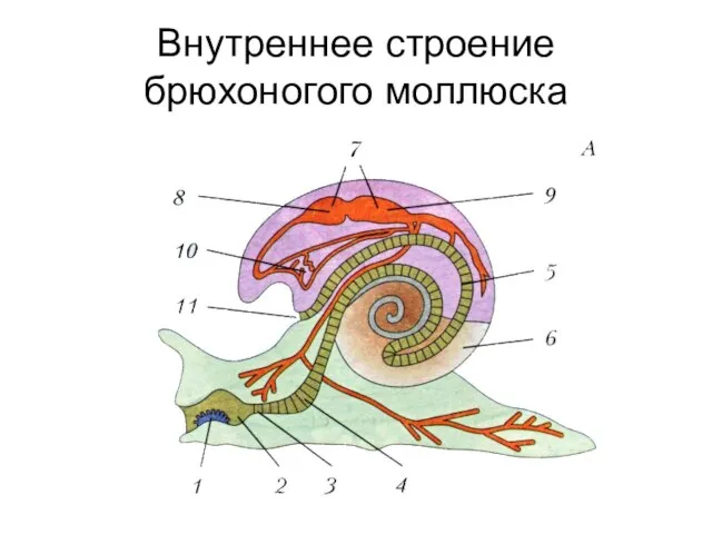 Внутреннее строение брюхоногого моллюска