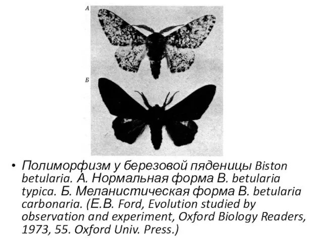 Полиморфизм у березовой пяденицы Biston betularia. А. Нормальная форма В. betularia typica.