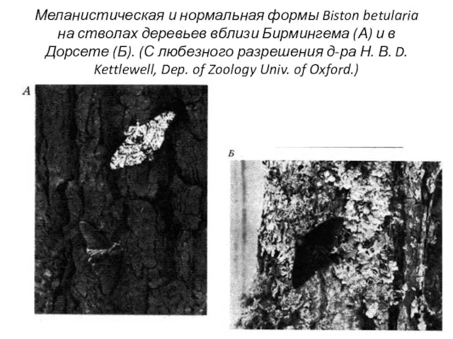 Меланистическая и нормальная формы Biston betularia на стволах деревьев вблизи Бирмингема (А)