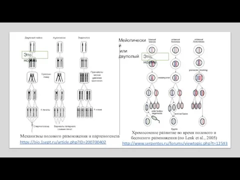 Хромосомное развитие во время полового и бесполого размножения (по Lenk et al.,