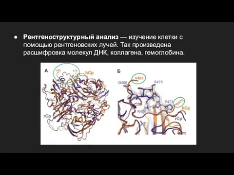 Рентгеноструктурный анализ — изучение клетки с помощью рентгеновских лучей. Так произведена расшифровка молекул ДНК, коллагена, гемоглобина.