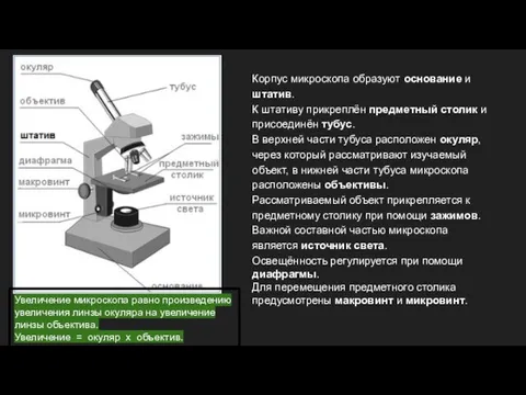 Корпус микроскопа образуют основание и штатив. К штативу прикреплён предметный столик и