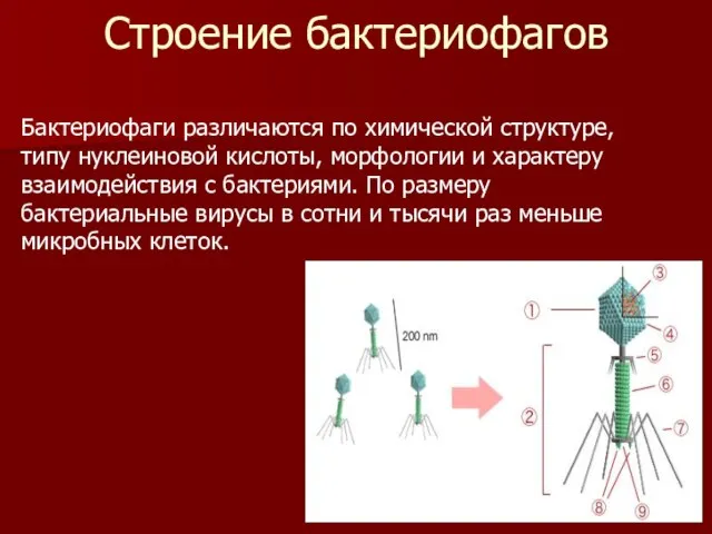 Строение бактериофагов Бактериофаги различаются по химической структуре, типу нуклеиновой кислоты, морфологии и