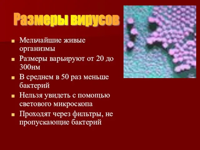 Мельчайшие живые организмы Размеры варьируют от 20 до 300нм В среднем в