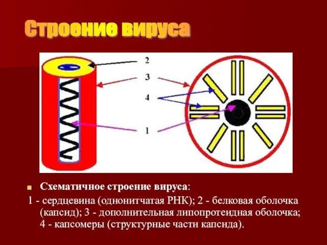 Схематичное строение вируса: 1 - сердцевина (однонитчатая РНК); 2 - белковая оболочка