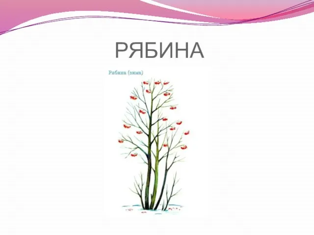 РЯБИНА