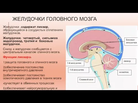 ЖЕЛУДОЧКИ ГОЛОВНОГО МОЗГА Желудочки -содержат ликвор, образующийся в сосудистых сплетениях желудочков. Желудочки: