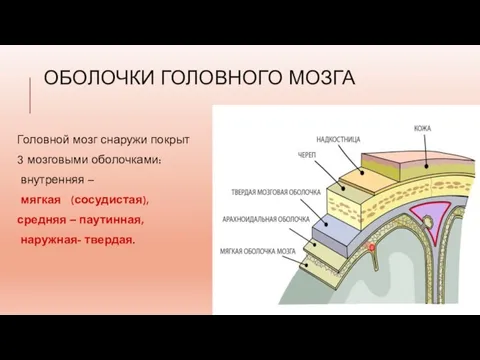 ОБОЛОЧКИ ГОЛОВНОГО МОЗГА Головной мозг снаружи покрыт 3 мозговыми оболочками: внутренняя –