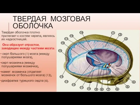 ТВЕРДАЯ МОЗГОВАЯ ОБОЛОЧКА Твердая оболочка плотно прилегает к костям черепа, являясь их