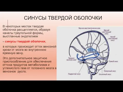 СИНУСЫ ТВЕРДОЙ ОБОЛОЧКИ В некоторых местах твердая оболочка расщепляется, образуя каналы треугольной