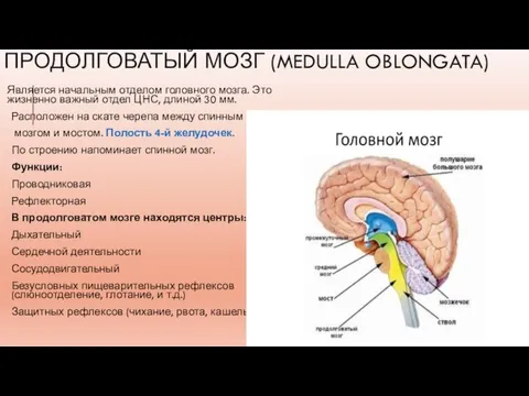 ПРОДОЛГОВАТЫЙ МОЗГ (MEDULLA OBLONGATA) Является начальным отделом головного мозга. Это жизненно важный