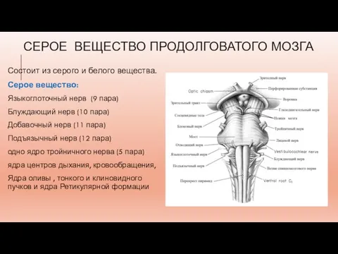 СЕРОЕ ВЕЩЕСТВО ПРОДОЛГОВАТОГО МОЗГА Состоит из серого и белого вещества. Серое вещество: