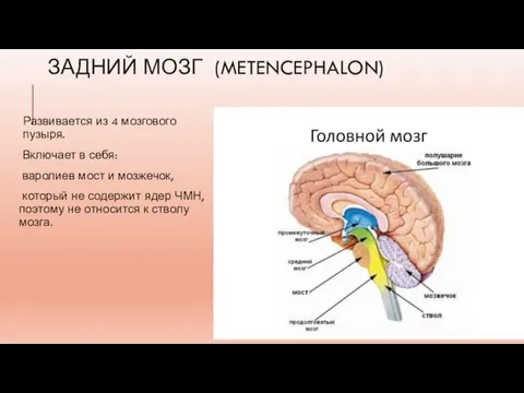 ЗАДНИЙ МОЗГ (METENCEPHALON) Развивается из 4 мозгового пузыря. Включает в себя: варолиев