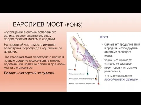 ВАРОЛИЕВ МОСТ (PONS) – утолщение в форме поперечного валика, расположенного между продолговатым