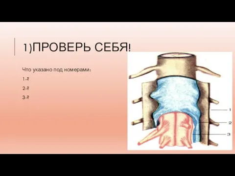 1)ПРОВЕРЬ СЕБЯ! Что указано под номерами: 1-? 2-? 3-?