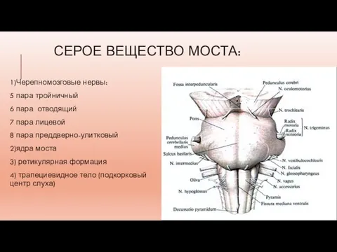 СЕРОЕ ВЕЩЕСТВО МОСТА: 1)Черепномозговые нервы: 5 пара тройничный 6 пара отводящий 7