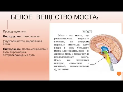 БЕЛОЕ ВЕЩЕСТВО МОСТА: Проводящие пути Восходящие: латеральная (слуховая) петля, медиальная петля. Нисходящие: