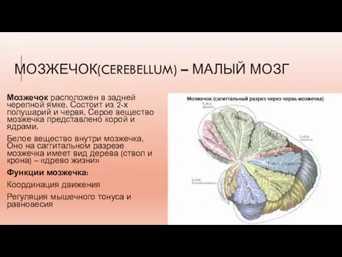 МОЗЖЕЧОК(CEREBELLUM) – МАЛЫЙ МОЗГ Мозжечок расположен в задней черепной ямке. Состоит из