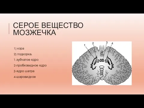 СЕРОЕ ВЕЩЕСТВО МОЗЖЕЧКА 1) кора 2) подкорка: 1-зубчатое ядро 2-пробковидное ядро 3-ядро шатра 4-шаровидное