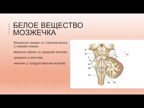 БЕЛОЕ ВЕЩЕСТВО МОЗЖЕЧКА Мозжечок связан со стволом мозга 3 парами ножек: верхняя