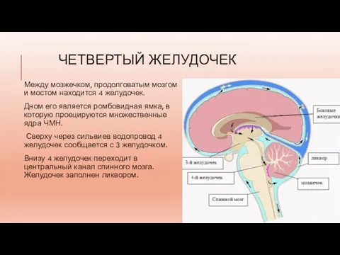 ЧЕТВЕРТЫЙ ЖЕЛУДОЧЕК Между мозжечком, продолговатым мозгом и мостом находится 4 желудочек. Дном
