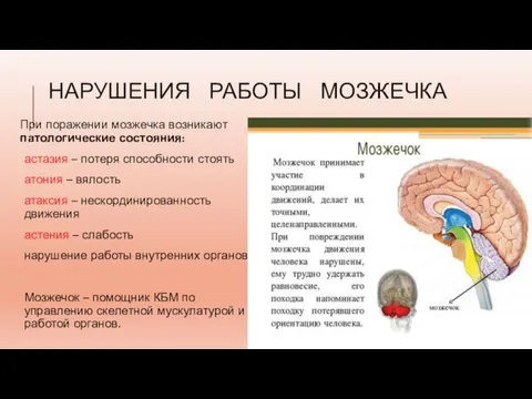 НАРУШЕНИЯ РАБОТЫ МОЗЖЕЧКА При поражении мозжечка возникают патологические состояния: астазия – потеря