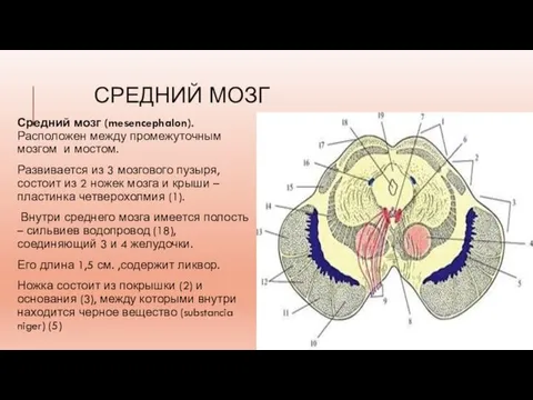 СРЕДНИЙ МОЗГ Средний мозг (mesencephalon). Расположен между промежуточным мозгом и мостом. Развивается