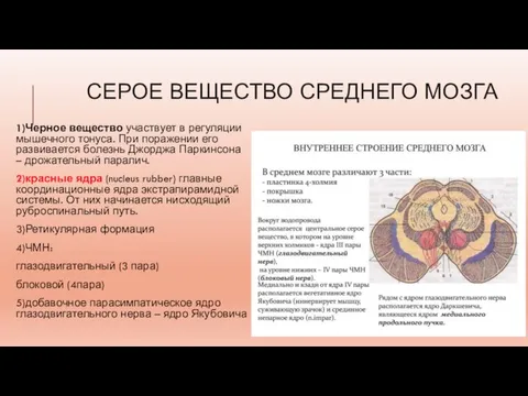 СЕРОЕ ВЕЩЕСТВО СРЕДНЕГО МОЗГА 1)Черное вещество участвует в регуляции мышечного тонуса. При