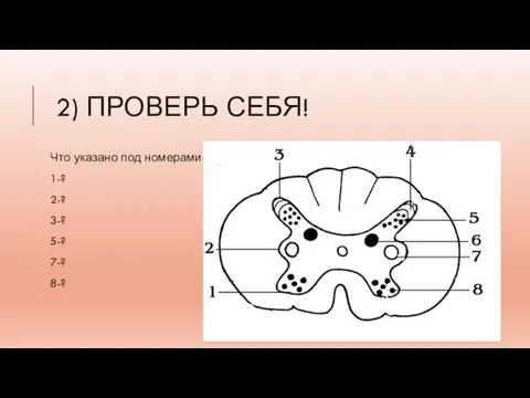 2) ПРОВЕРЬ СЕБЯ! Что указано под номерами: 1-? 2-? 3-? 5-? 7-? 8-?