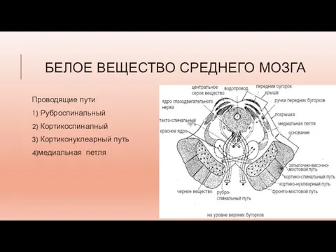 БЕЛОЕ ВЕЩЕСТВО СРЕДНЕГО МОЗГА Проводящие пути 1) Руброспинальный 2) Кортикоспиналный 3) Кортиконуклеарный путь 4)медиальная петля