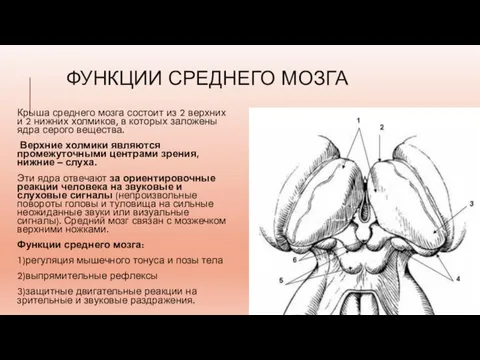 ФУНКЦИИ СРЕДНЕГО МОЗГА Крыша среднего мозга состоит из 2 верхних и 2