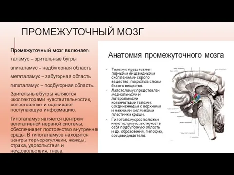 ПРОМЕЖУТОЧНЫЙ МОЗГ Промежуточный мозг включает: таламус – зрительные бугры эпиталамус – надбугорная