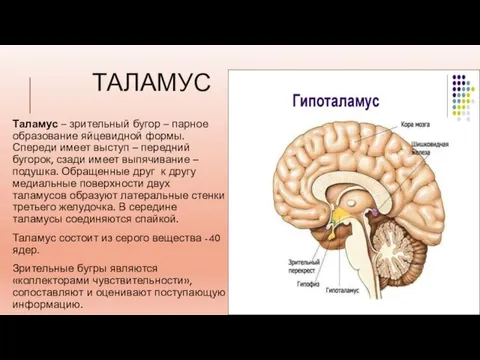 ТАЛАМУС Таламус – зрительный бугор – парное образование яйцевидной формы. Спереди имеет