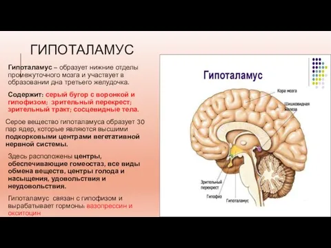 ГИПОТАЛАМУС Гипоталамус – образует нижние отделы промежуточного мозга и участвует в образовании